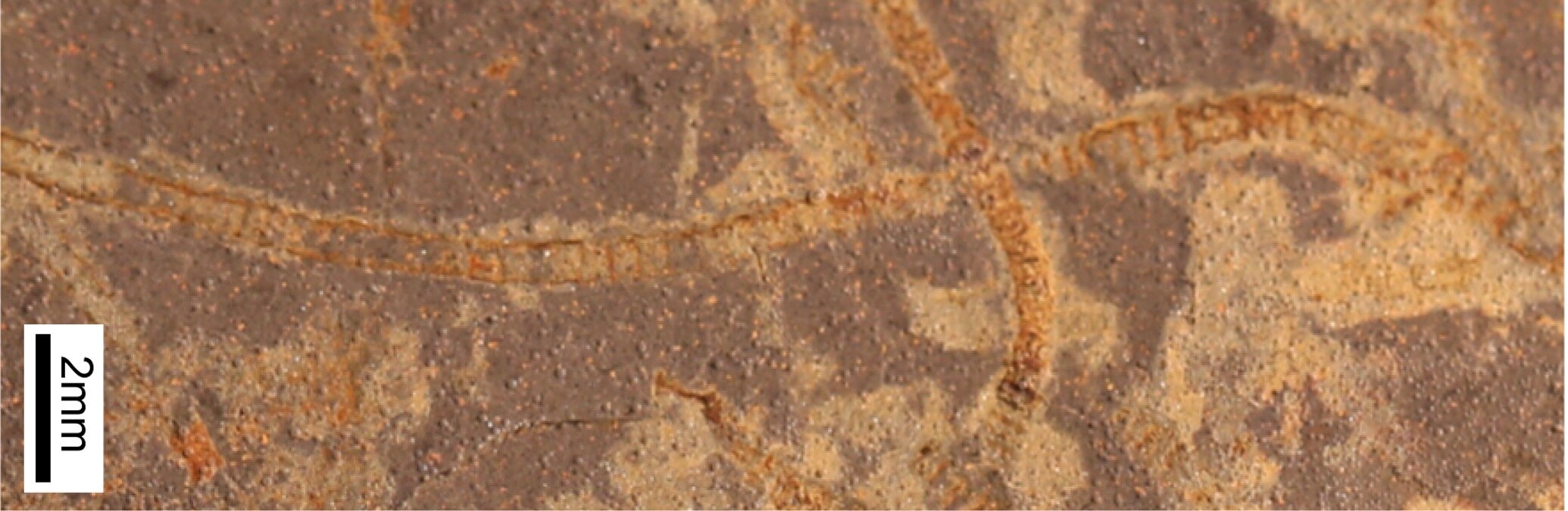 IA revela sinais de vida em rochas de 3,3 bilhões de anos e indica fotossíntese muito mais antiga